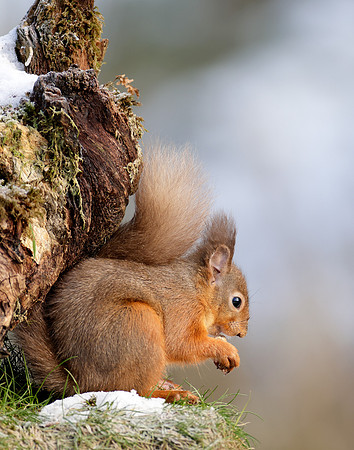 Red Squirrel Sciurus vulgaris