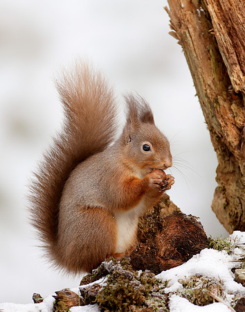 Red Squirrel Sciurus vulgaris