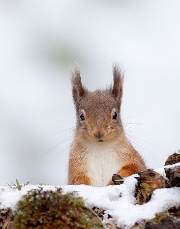 Red Squirrel Sciurus vulgaris