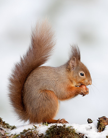 Red Squirrel Sciurus vulgaris