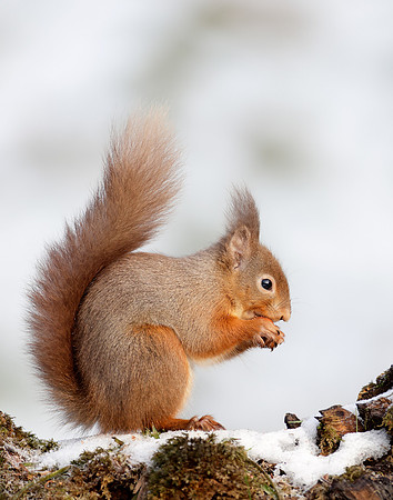 Red Squirrel Sciurus vulgaris