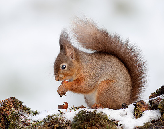 Red Squirrel Sciurus vulgaris