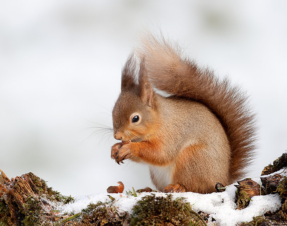 Red Squirrel Sciurus vulgaris