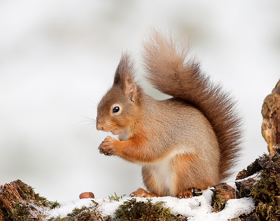 Red Squirrel Sciurus vulgaris