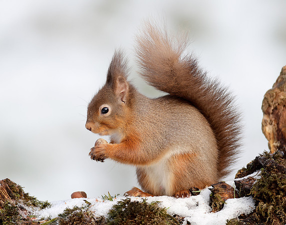 Red Squirrel Sciurus vulgaris