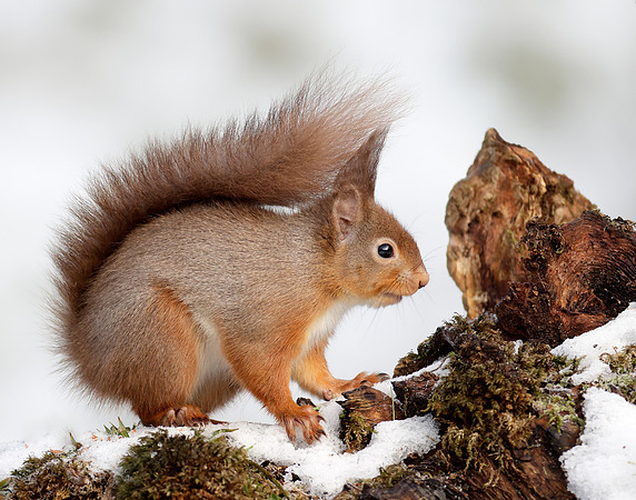 Red Squirrel Sciurus vulgaris
