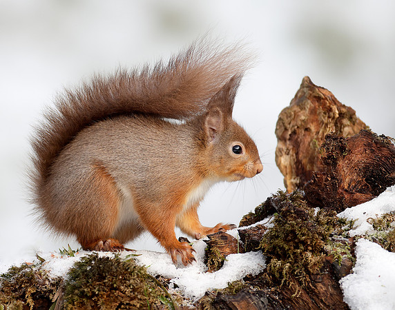 Red Squirrel Sciurus vulgaris