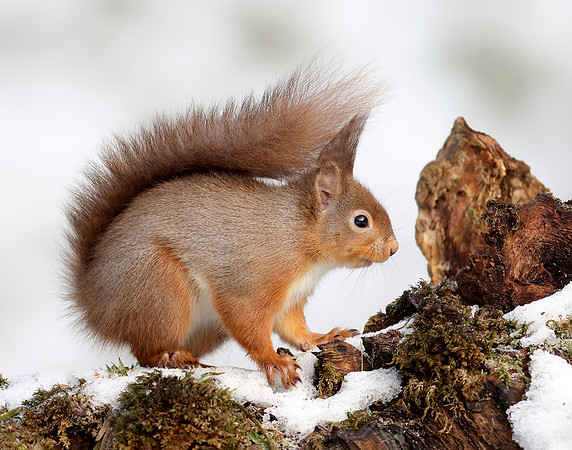 Red Squirrel Sciurus vulgaris