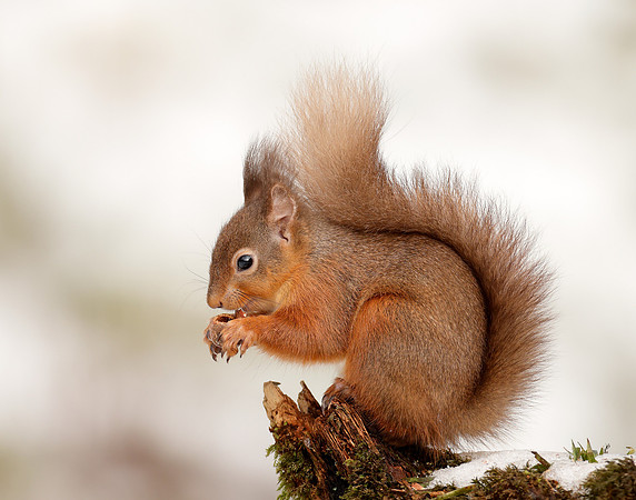 Red Squirrel Sciurus vulgaris