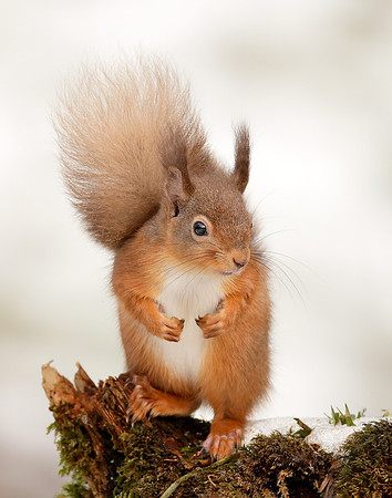 Red Squirrel Sciurus vulgaris