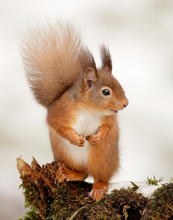 Red Squirrel Sciurus vulgaris
