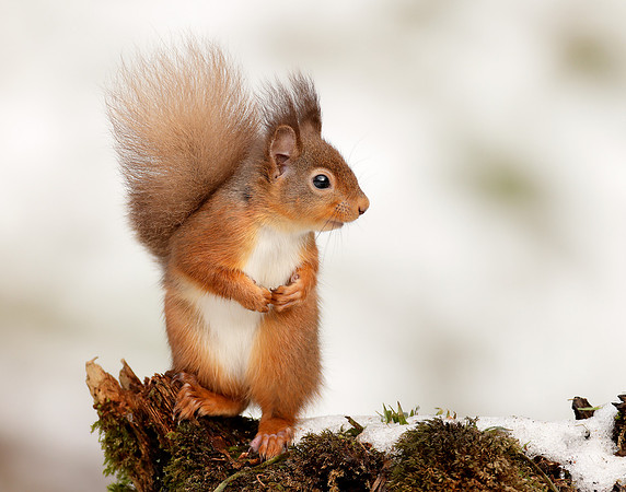 Red Squirrel Sciurus vulgaris