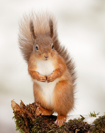 Red Squirrel Sciurus vulgaris