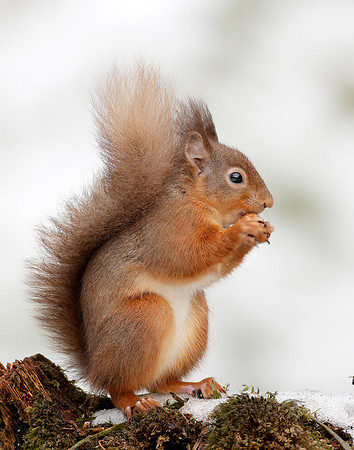 Red Squirrel Sciurus vulgaris