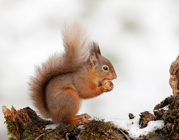 Red Squirrel Sciurus vulgaris