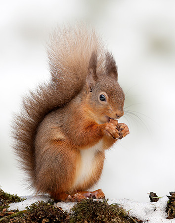 Red Squirrel Sciurus vulgaris