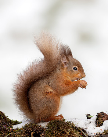 Red Squirrel Sciurus vulgaris