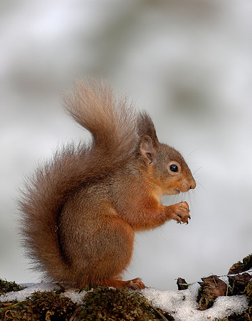 Red Squirrel Sciurus vulgaris