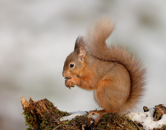 Red Squirrel Sciurus vulgaris