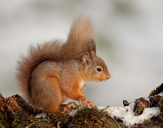 Red Squirrel Sciurus vulgaris
