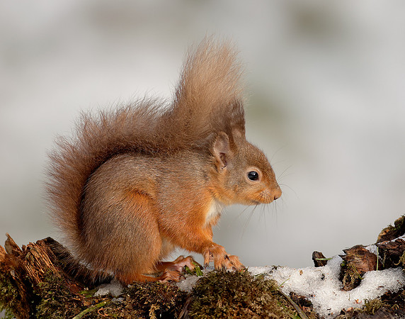 Red Squirrel Sciurus vulgaris
