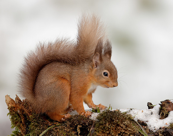 Red Squirrel Sciurus vulgaris