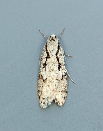 Semioscopis avellanella