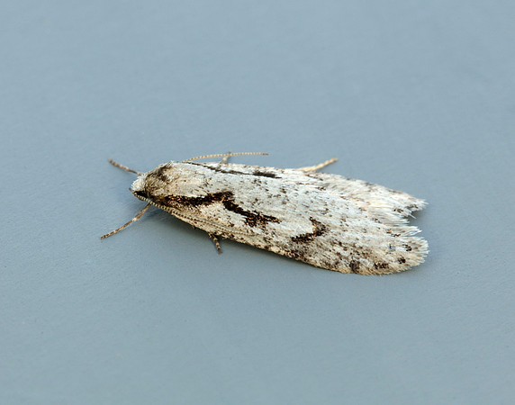 Semioscopis avellanella