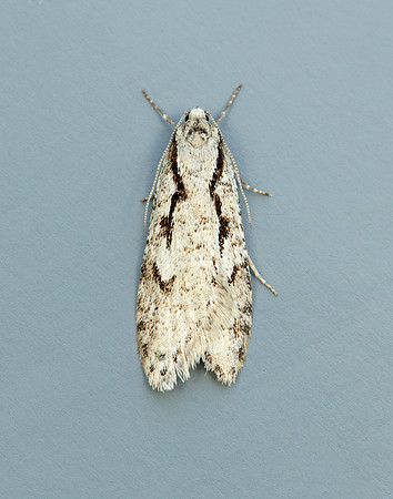 Semioscopis avellanella
