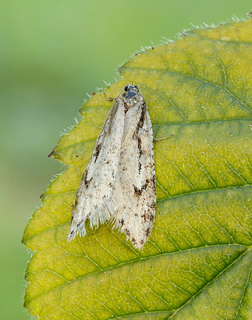 Semioscopis avellanella