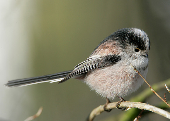 Long-tailed Tit Aegithalos caudatus