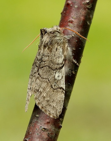 Yellow Horned Achlya flavicornis