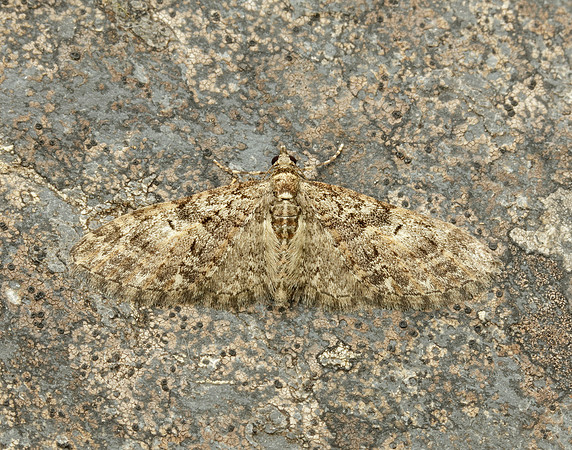Brindled Pug Eupithecia abbreviata