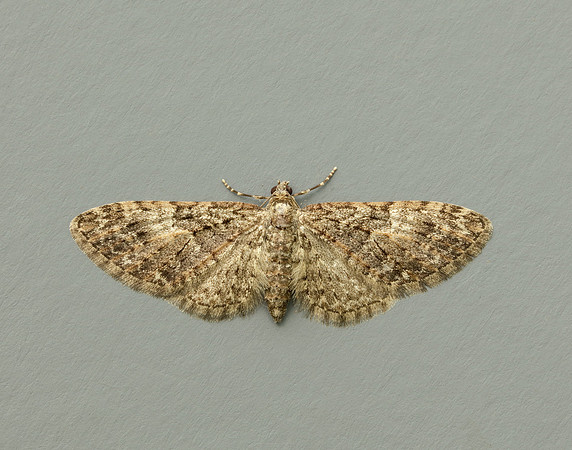 Brindled Pug Eupithecia abbreviata