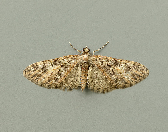 Brindled Pug Eupithecia abbreviata