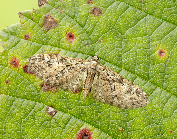 Brindled Pug Eupithecia abbreviata