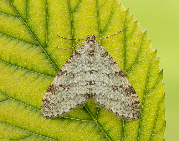 Early Tooth-striped Trichopteryx carpinata