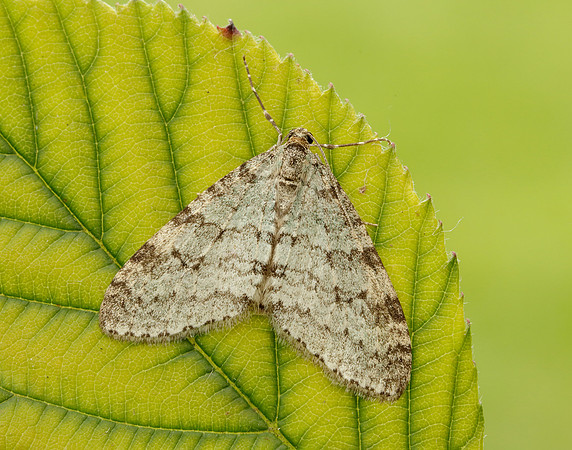Early Tooth-striped Trichopteryx carpinata