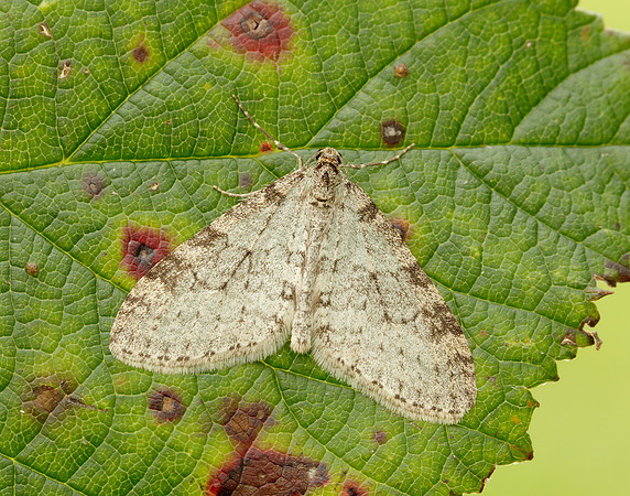 Early Tooth-striped Trichopteryx carpinata