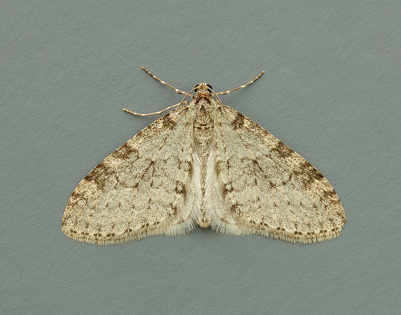 Early Tooth-striped Trichopteryx carpinata