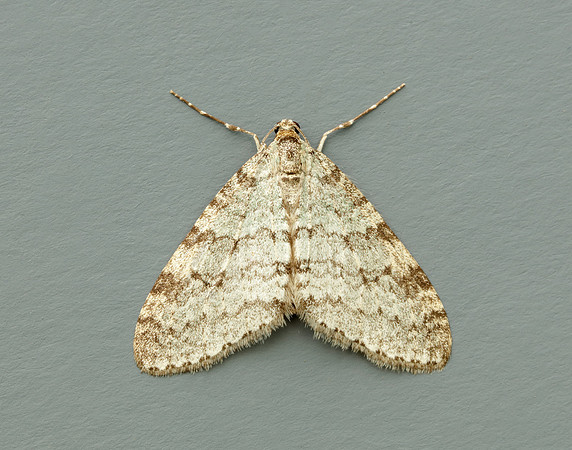 Early Tooth-striped Trichopteryx carpinata