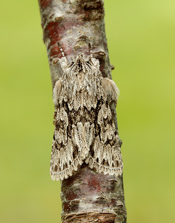 Early Grey Xylocampa areola