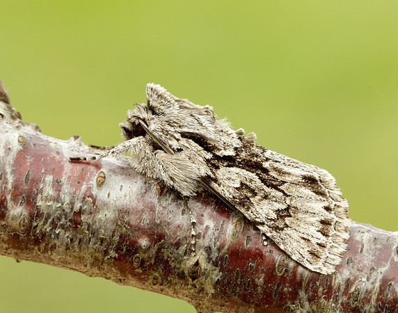 Early Grey Xylocampa areola