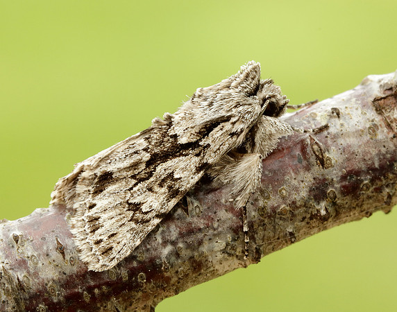 Early Grey Xylocampa areola
