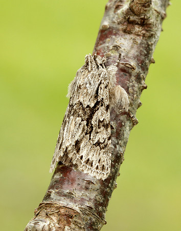 Early Grey Xylocampa areola