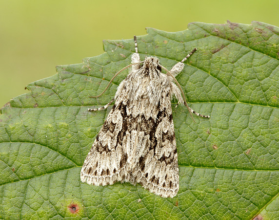 Early Grey Xylocampa areola