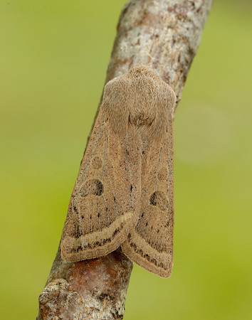 Powdered Quaker Orthosia gracilis