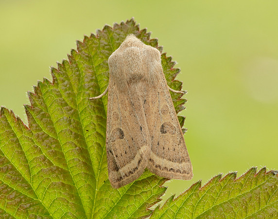 Powdered Quaker Orthosia gracilis