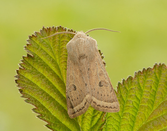 Powdered Quaker Orthosia gracilis
