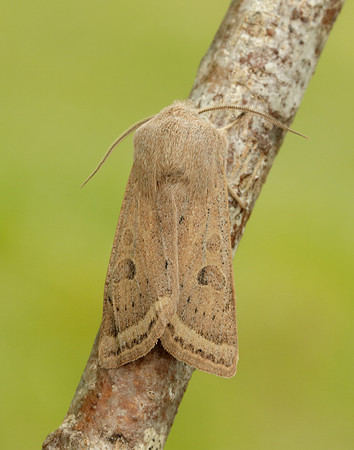 Powdered Quaker Orthosia gracilis